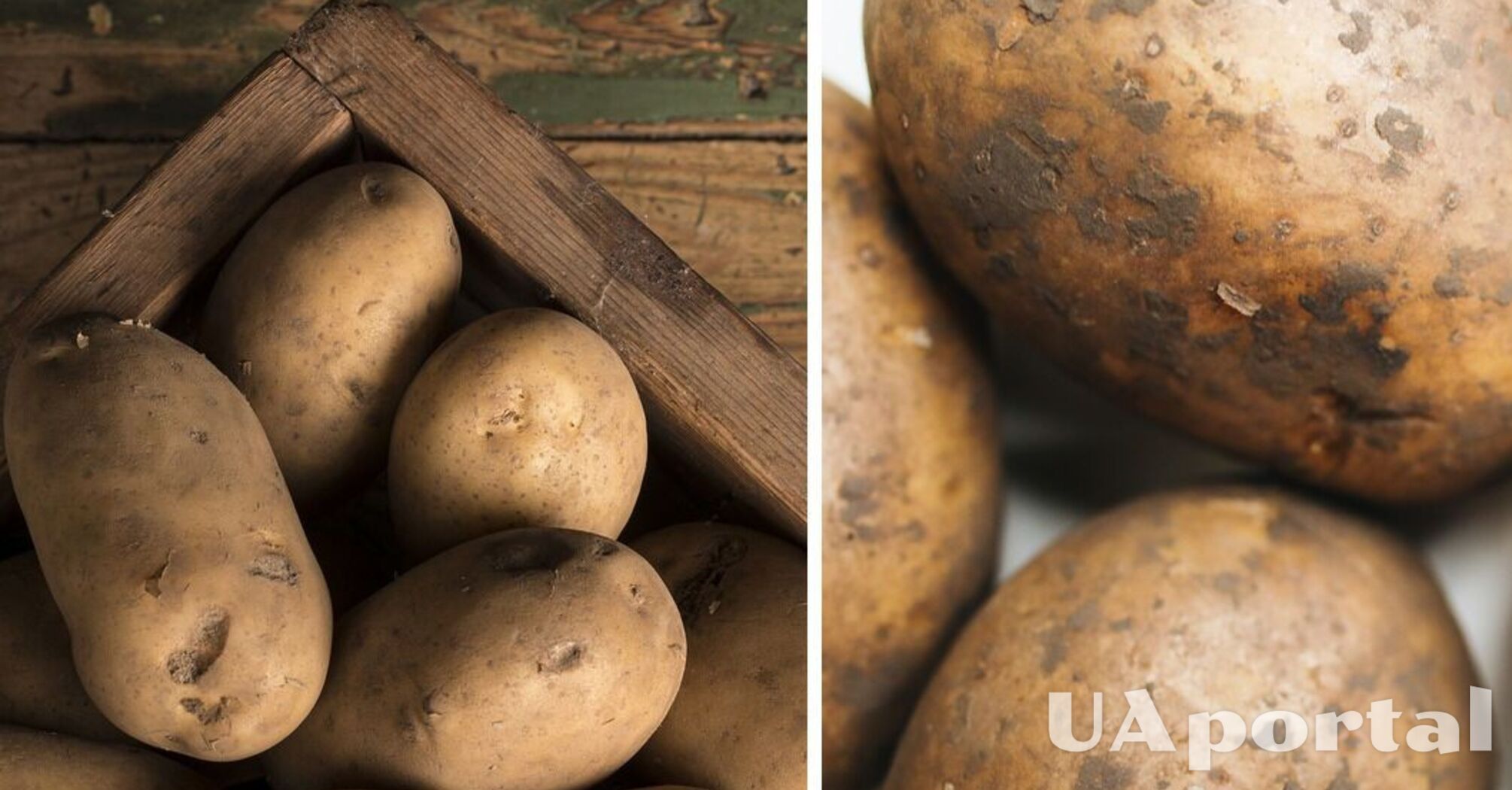 Как хранить картошку в квартире и доме - советы Евгения Клопотенко -правила хранения картофеля